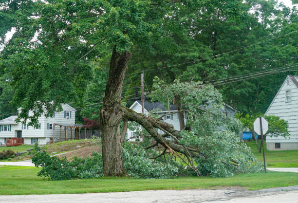 Best Tree Risk Assessment  in Athens, AL